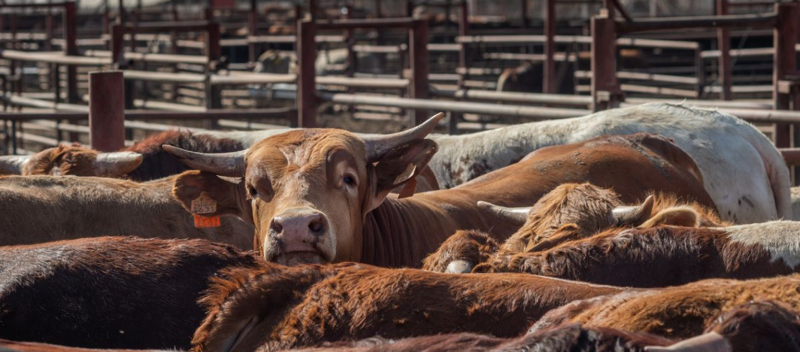 AB Rus gübrəsinə alternativ axtarır